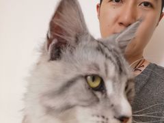 -猫在这儿猫咪咖啡馆·撸猫馆