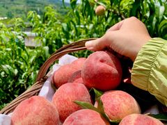 -桃源山庄·水蜜桃采摘·柴火鸡·烧烤团建(龙泉山店)
