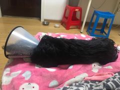 -伟伟宠物医院·CT影像中心·瑞派犬猫综合性门诊(汉口总院)