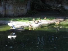 -奥兰多迪士尼动物王国乐园