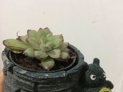 -南汇花鸟市场(上海浦东新花卉店)