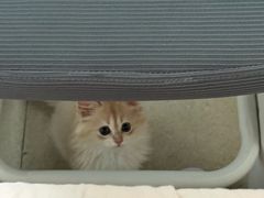 -瑞鹏宠物医院·骨科·猫科·内科(第一中心)