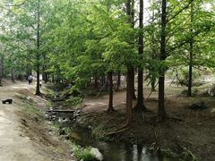 -白水寺森林公园
