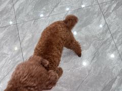 -芭比堂动物医院·24小时·眼科中心(深圳中心)