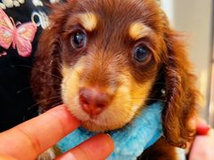 -萌宠之家·腊肠犬·马尔泰·小体犬舍