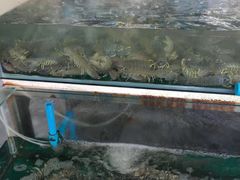 -拉威海鲜市场