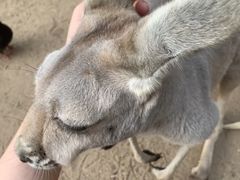 -可伦宾野生动物保护区