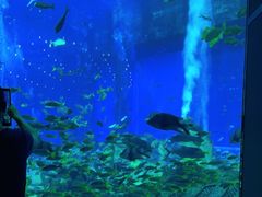 -亚特兰蒂斯•OSSIANO奥西亚诺海底餐厅