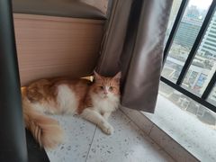 -喵园·猫主题咖啡厅·撸猫·猫咖(国贸店)