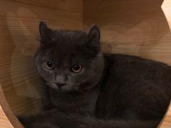 -猫友咖啡店(玉林西路店)