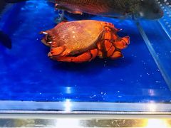 -盒马X会员店(王府井奥莱UP TOWN店)