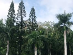 -深圳仙湖植物园