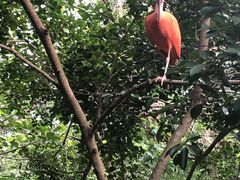 -清迈夜间动物园