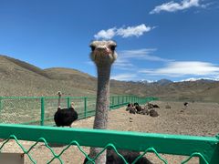 -新疆天山野生动物园