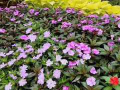 -庐山风景区花径公园