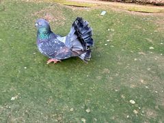 -呀路古热带植物园