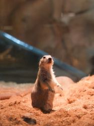 -Zoolung Zoolung动物主题公园(海信广场店)