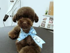 -Oh My Dog宠物沙龙(伊珊娜皮毛护理店)