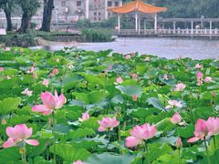 -荔湾湖公园