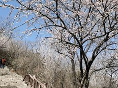 -香山公园