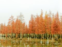 -白鹭湾湿地公园