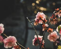 -罗亚帝·NASHOW纳秀形象设计