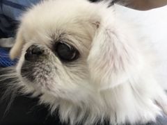 -彩虹桥宠物火化殡葬善终服务(金乐大厦店)