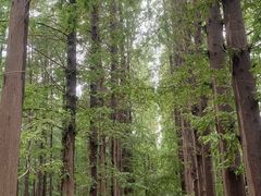 -日照海滨国家森林公园