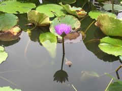 -四海公园(南山区)