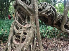 -中国科学院西双版纳热带植物园