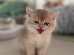 -糯米喵星人总部直营旗舰店·猫舍·幼猫出售