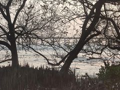 -宝安西湾红树林湿地公园