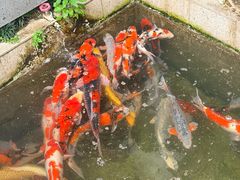 -羊楼洞