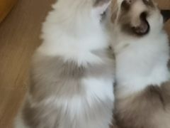 -1013 PET SHOP精品宠物商店(丁香店)