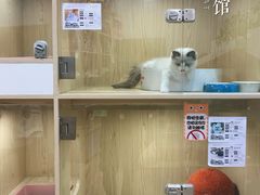 -屋虎猫馆(宝安大仟里店)