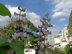 -金山嘴渔村