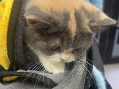 -瑞派宠物医院·犬猫全科·猫友好(宾水西道店)