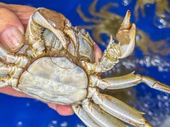 -阳澄湖大闸蟹·琼灵阁牌品牌连锁(吴中总店)