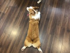 -柯斗斗主题餐厅·狗咖·围炉煮茶·茶饮(国瑞升平里店)