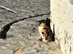 -松赞拉萨林卡酒店