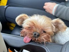 -顺强宠物诊所·狂犬免疫·夜诊·骨科(嘉定店)