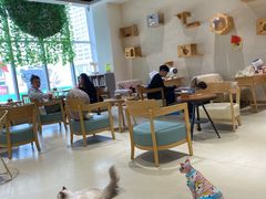 大堂-藏猫猫咖啡主题馆(中央大道店)