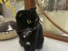 -共舞时光猫咖·狗咖(新街口店)