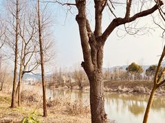 -长兴太湖图影湿地文化园