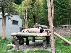 -卧龙中华大熊猫苑神树坪基地