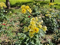 -元大都城垣遗址公园