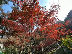 -岳麓山风景名胜区