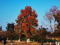 -盘龙城国家考古遗址公园