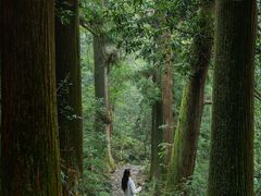 -天目山大树王景区