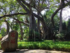 -瑞丽独树成林风景区